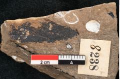 Foto (Detailansicht) von Sequoia hardtii Endl. (NHMW-GEO-2024-0188-8238)